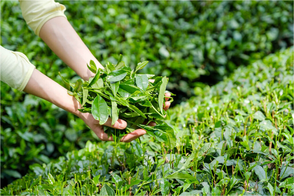 a person picking leaves from a bush in a field