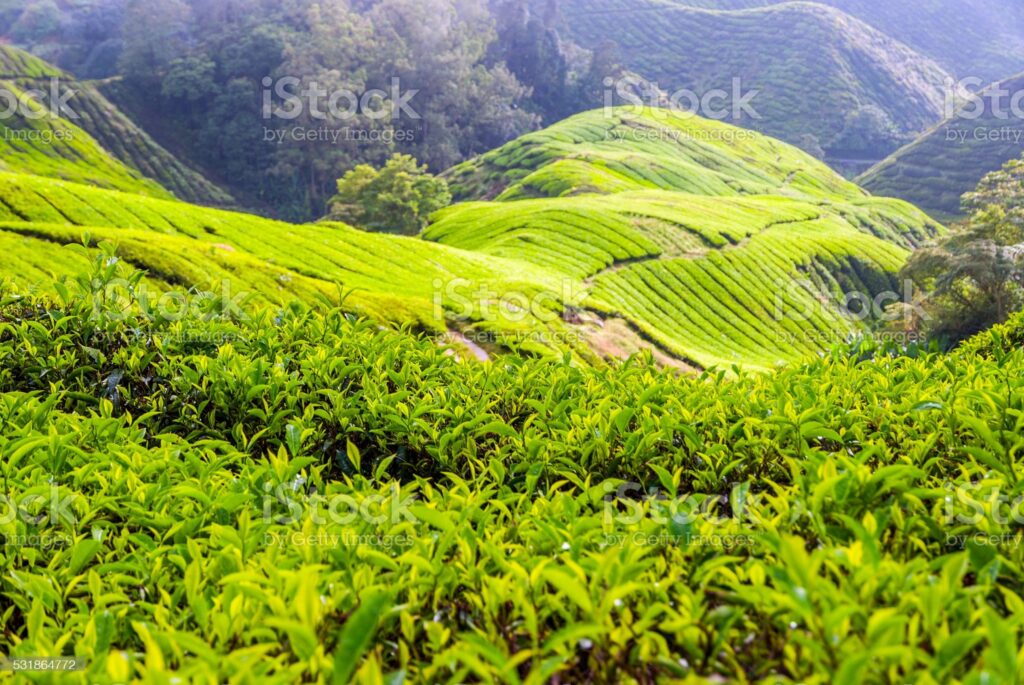 A lush green hillside covered in lots of trees